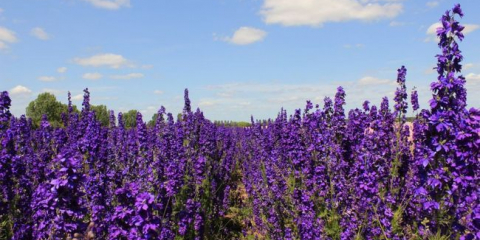 Цветя на делфиниум - засаждане и грижа за многогодишно растение в страната